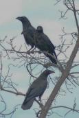 Ворон Corvus corax