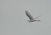 Great White Egret, Egretta alba