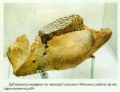 Рис. 2.2.5. Зуб мамонта, знайдений під час гідронамивних робіт на Оболоні Рис. 2.2.5. Зуб мамонта, знайдений під…