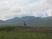 Рис. 2.2.14. В кінці палеоліту панівною твариною в околицях Києва стає… Рис. 2.2.14. В кінці палеоліту…