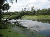 Рис. 2.5.4.54. Реліктова затока Вовкувата (колишня Почайнинська), сучасний… Рис. 2.5.4.54. Реліктова затока…