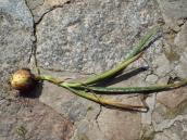 Цибуля звичайна (Allium cepa)