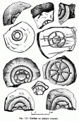 Рис. 117. Клейма на донцах сосудов