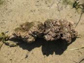 Рис. 1.10.1. Річкова губка-бодяга, затока Верблюд Рис. 1.10.1. Річкова губка-бодяга,…