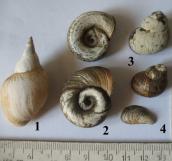 Рис. 1.10.7. Черевоногі молюски заплави Дніпра: 1 – ставковик великий, 2 –… Рис. 1.10.7. Черевоногі молюски…