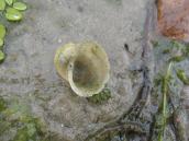 Рис. 1.10.9. Ставковик вушковидний (Radix auricularia), Бабине озеро, Труханів… Рис. 1.10.9. Ставковик вушковидний…