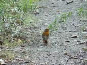 Рис. 1.10.106. Вільшанка, вона ж малинівка та зарянка. Фото А.… Рис. 1.10.106. Вільшанка, вона ж…