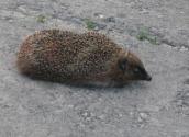Рис. 1.10.112. Їжак білочеревий на Трухановому острові Рис. 1.10.112. Їжак білочеревий на…