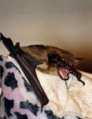 Рис. 1.10.113. Кажан пізній – володар сутінкового неба Рис. 1.10.113. Кажан пізній – володар…