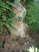 Рис. 1.10.116. Бобер активний вночі. Вдень його присутність видають хіба що… Рис. 1.10.116. Бобер активний вночі.…