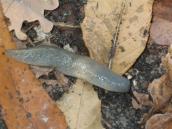 Рис. 1.10.11. Слизняк чорноголовий, острів Долобецький Рис. 1.10.11. Слизняк чорноголовий,…