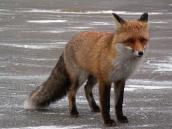 Рис. 1.10.121. Лис – справжній а не «фарбований» Рис. 1.10.121. Лис – справжній а не…