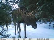 Рис. 1.10.123. Лось – найбільший олень та один з найбільших ссавців нашої фауни Рис. 1.10.123. Лось – найбільший олень…