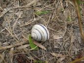 Рис. 1.10.12. Равлик смугастий, затока Верблюд Рис. 1.10.12. Равлик смугастий, затока…