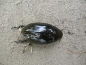 Рис. 1.10.18. Водолюб звичайний – помітний мешканець водойм, Троєщинська заплава Рис. 1.10.18. Водолюб звичайний –…