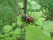 Рис. 1.10.25. Хрущ травневий – видатний «авіатор» Рис. 1.10.25. Хрущ травневий –…