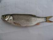 Рис. 1.10.32. Ялець звичайний Рис. 1.10.32. Ялець звичайний