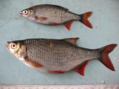 Рис. 1.10.36. Краснопірка звичайна, Галерна затока Рис. 1.10.36. Краснопірка звичайна,…