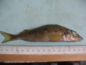 Рис. 1.10.50. Йорж-носар, Галерна затока, 2012 р. Рис. 1.10.50. Йорж-носар, Галерна…