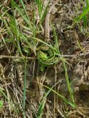 Рис. 1.10.62. Ящірка прудка Рис. 1.10.62. Ящірка прудка