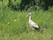 Рис. 1.10.71. Білий лелека – чи не найвідоміша птаха в Україні. Фото І.… Рис. 1.10.71. Білий лелека – чи не…