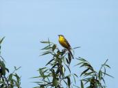 Рис. 1.10.99. Жовта плиска, Троєщинська заплава. Фото Н. Атамась, 2000-ні рр. Рис. 1.10.99. Жовта плиска,…