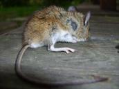 Мышь лесная, Apodemus sylvaticus
