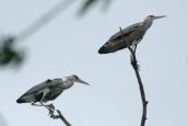 Grey Heron, Ardea cinerea