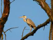 Grey Heron, Ardea cinerea