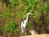 Grey Heron, Ardea cinerea