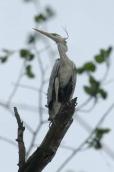 Grey Heron, Ardea cinerea