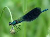 Banded demoiselle (Calopteryx splendens)