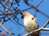 Waxwings, Bombicilla garullus