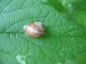 Shrub snail, Bradybaena fruticum