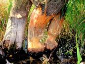 European beaver, Castor fiber