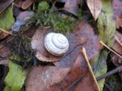 Snail, Cepaea vindobonensis