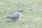 Columba palumbus