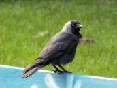 Jackdaw,Corvus monrdula
