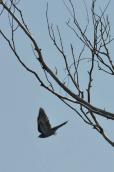 Cuckoo, Cuculis canorus
