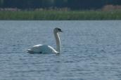 Mute Swan, Cygnus olor