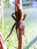 Паук Dolomedes