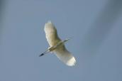 Great White Egret, Egretta alba