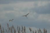 Great White Egret, Egretta alba