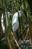 Great White Egret, Egretta alba