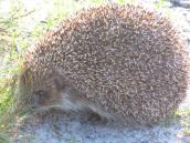 Hedgehog, Ericaneus concolor