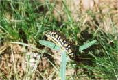 Гусінь, Lepidoptera