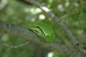 Tree frog, Hyla arborea