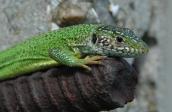 Green Lizard, Lacerta viridis, (Photo…