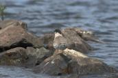 Common Tern, Sterna hirundo