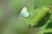 Batterfly, Lepidoptera